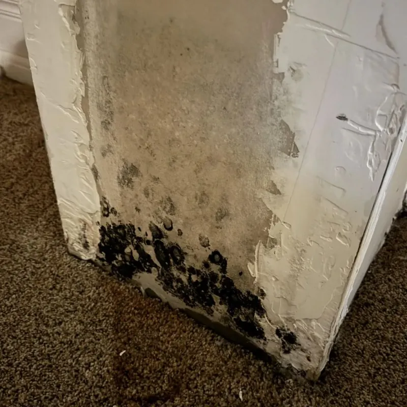 Professional Mold Removal in Lakeview, OH